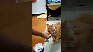 Birthday celebration with my cat #cat #birthday #party #catshorts #cutecat #twinsparty #bdayparty