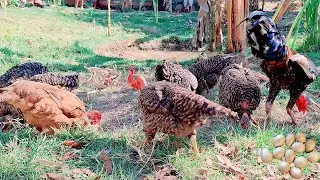 COMO INICIAR UMA CRIAÇÃO DE GALINHAS CAIPIRA SEM DINHEIRO EM PEQUENO ESPAÇO 