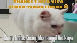 SUARA INDUK KUCING MEMANGGIL ANAKNYA | Anak Kucing Auto Nyamperin