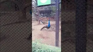 Bannerghatta National Park #peacock #birds #wildlife #zoo #anime