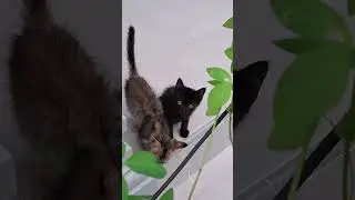 take the video from the middle side, and right on target😻😆🫠 #cat #cute #pets #funny #animals