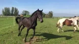 Happy Horses @sandyroadranch