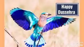 Happy Dussehra | Tiha bird | Indian Roller | Whatsapp Status | NilKant
