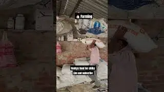 Boiler farming  business chicks #chicken #poultry #poultryfarm #ytshort #ytviral #yt #business