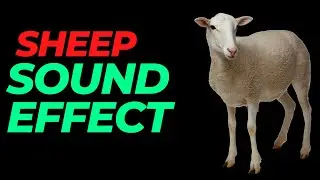 Sheep sound effect no copyright | Sheep noises | Sheep Several sounds | HQ  sheep sound effect