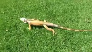Top 10 Iguanas