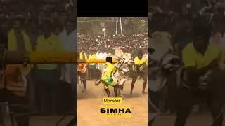 Simha and Narasimha ready for Roar # Mahanandhi Bull Race # RK Bulls # Trending