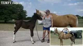 Loretta Lynn and her sire and dam - isn't she lovely? MFTHBA for sale.