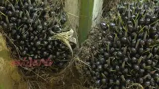 oilpalm lo adhika digubadiki soochanalu 2025
