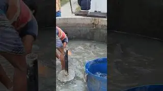 Carp Fish Injection Process Explained!🐟 #usa #shorts