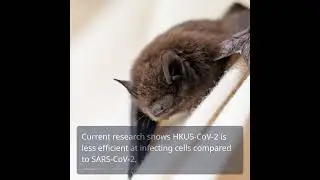 New Bat Coronavirus Found but Not a Threat to Public Health