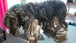Eliminación de garrapatas y afeitado de rastas ¿Por qué DEJAMOS de hacerlo?