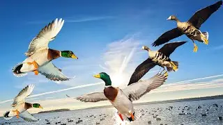 Mallard Limits in the Flooded Rice! (Bonus Specs!)