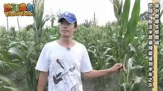 【悠活農村】豐中奇緣生態農場 有機玉米的生長週期