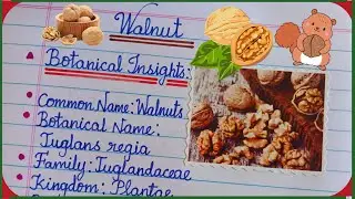 Few Lines Learning on Walnuts | Walnut Botanical Insights, Properties & Significance | Walnuts✨🌿
