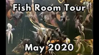 Fish Room Tour May 2020 🐠💦Angelfish, Rainbowfish and Guppies