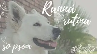 Ranná rutina so psom