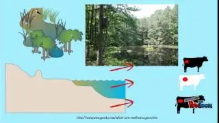 Methanogenesis