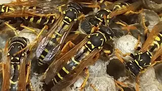 HIDDEN LIFE OF PAPER WASPS IN THE NEST. Скрытая жизнь Бумажных Ос Полистов в Их Гнезде. Эксперимент.