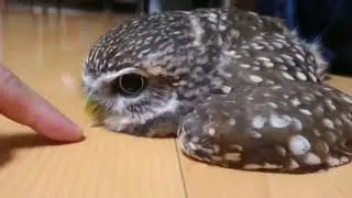 &ldquo;Owls are just cats with wings&rdquo; 😁