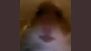 Hamster Cult!