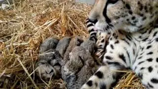 Mama cheetah grooms cubs