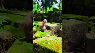 Baby Hippy Monkey Fun at Angkor 😂