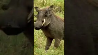 Lions' Hunting Secrets: Amazing Skills Revealed!