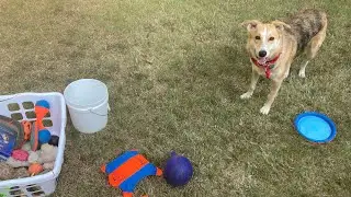 Funny dog reviews dog toys #kong #chuckit #dogtoys #bordercollie #dogtoy #frisbeedog #harleyshouse