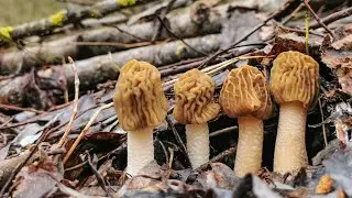 Funghi Primaverili | Le Verpa e il clima...