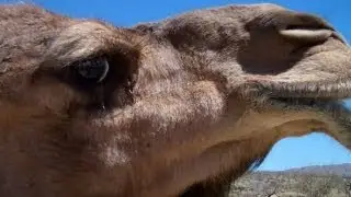 Nessie is angry! Dominance display in the Dromedary Camel