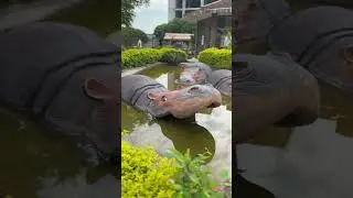 Multi Zoo Islamabad | #shorts  #trending #youtubeshorts #viral #zoo #islambad #multigarden #fyp