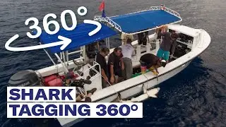 Shark tagging 360 - 360˚ video
