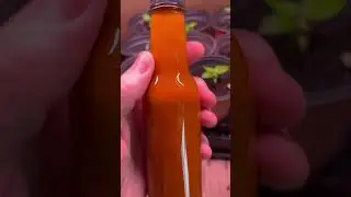 #ojosrojos #hotsauce #ojosrojoshotsauce