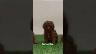 cute toy breeds dog training 🐶 #youtubeshorts