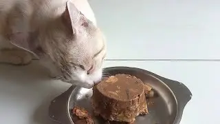 Homemade Special CAT food | Healthy cat food recipe | 100% Vet Approved