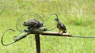 The Best Bird Traps Near The Mountain - Great Dove Traps Technique