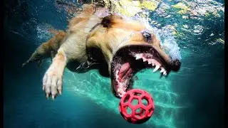 Crazy & Funny Photos of Underwater Dogs
