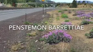Penstemon barrettiae 2020