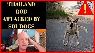 GETTING ATTACKED BY SOI DOGS IN THAILAND V470