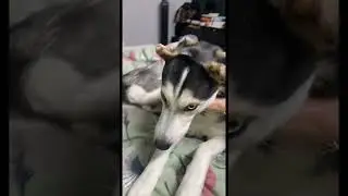 Cute dogs❤️❤️ #funnyvideo #husky #dogshorts #viral #youtubeshorts #dogsreaction