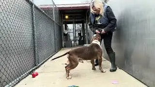 Rizzo A305638