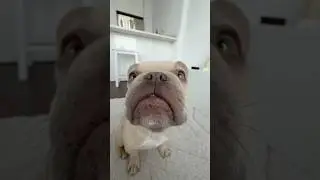 Cute French Bulldog #dogsofyoutube #frenchbulldog #frenchie #dogmom #cutepets #puppy #shorts #shorts