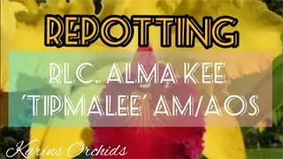 Repotting Rlc Alma Kee Tipmalee & a 6 weeks later update! (a cattleya type orchid)