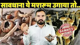 Magic Mushroom की सच्चाई! लोग जेल क्यों जा रहे हैं? 😱 Don&rsquo;t Make This Mistake ❌ #news #youtube