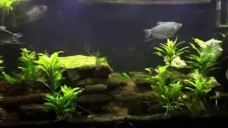 Another Look at my Skunk Loaches in my Gourami Tank. (Yasuhikotakia morleti)