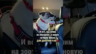 Мчим на зоотакси - в новую лучшую жизнь ДЛЯ ДЕВОЧКИ РАИ❤️ #помощьбездомнымживотным