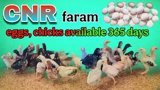 //KVR BREEDES venkat#6300927879#CNR farms quality chicks#peru chicks#bhimavaram chicks#viral video 