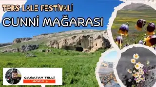 Ters Lale Festivali