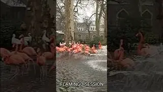 Flamingo SESSION &ndash; Antwerp Zoo Winter Vibes! #shorts